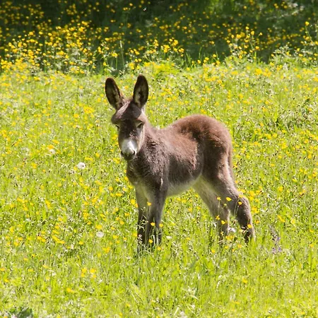 Domaine De Bauzit Hotel Vals-pres-le-Puy